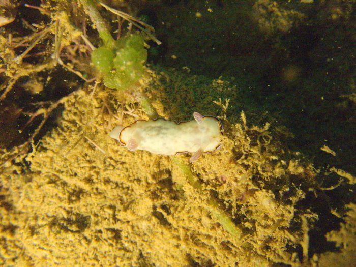 Goniobranchus preciosa