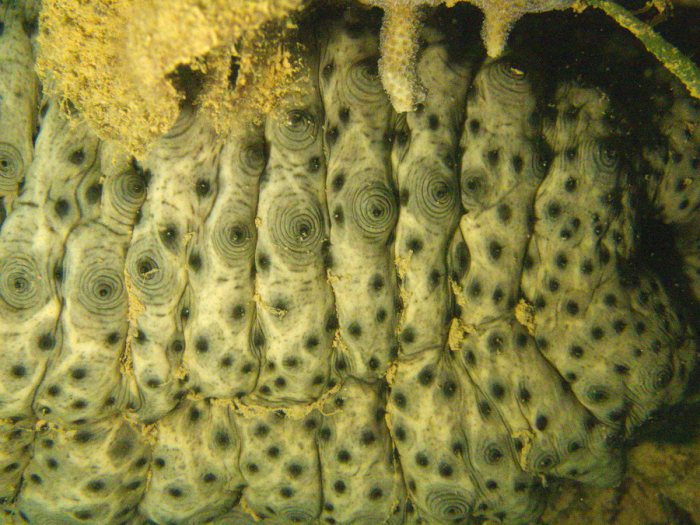Stichopus variegatus