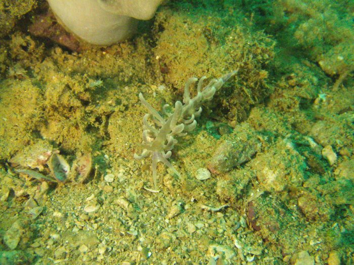 Phyllodesmium magnum