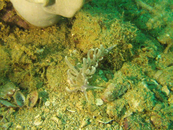 Phyllodesmium magnum