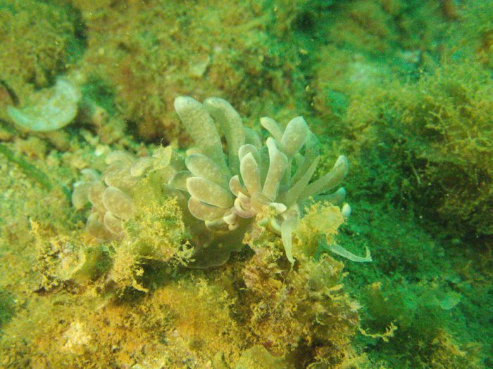 Phyllodesmium magnum