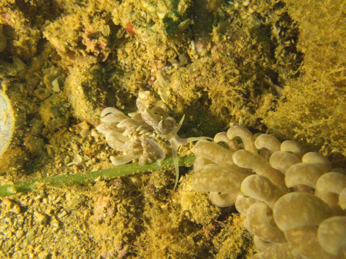 Phyllodesmium magnum