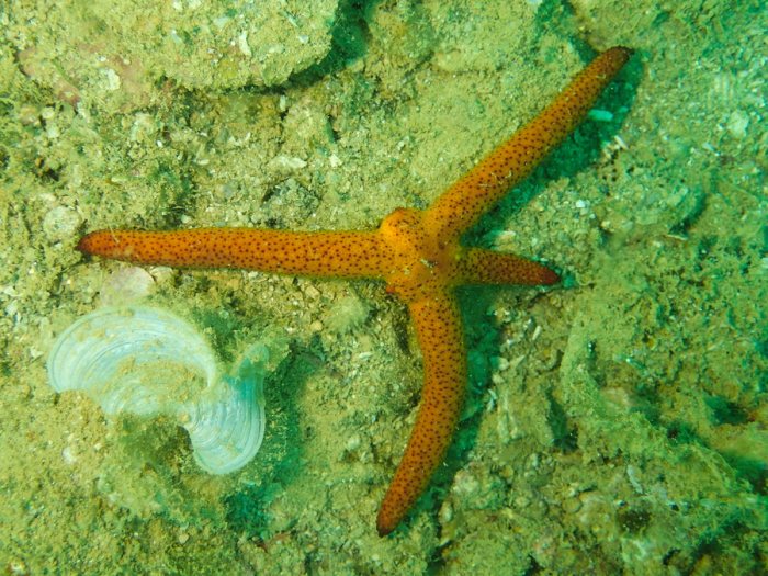 Echinaster luzonicus