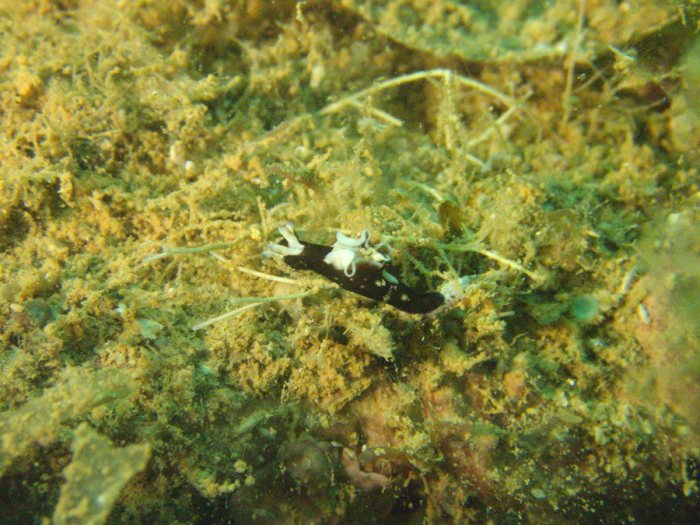 Nudibranche