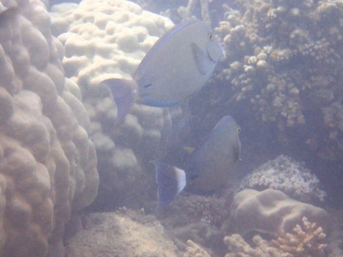 Acanthurus blochii