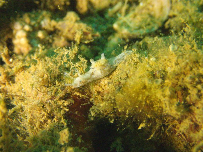 Nudibranche