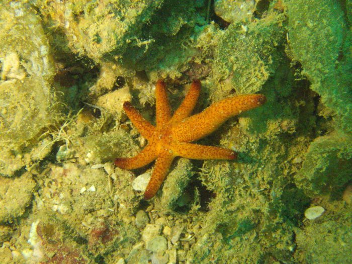 Echinaster luzonicus