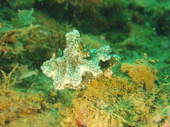 Ceratosoma sinuatum