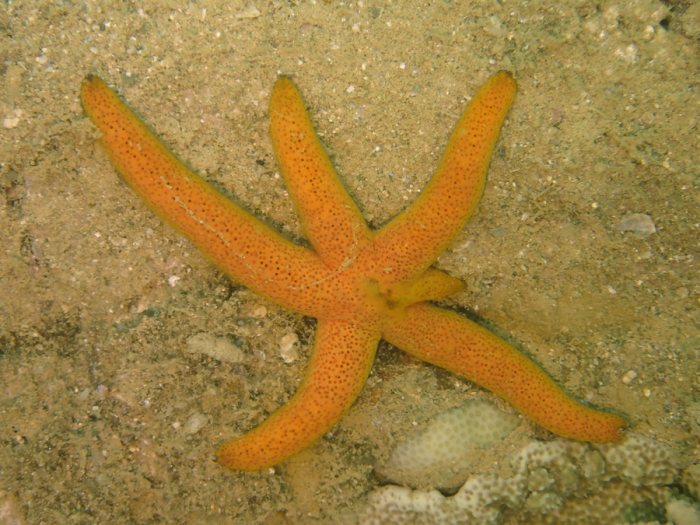 Echinaster luzonicus