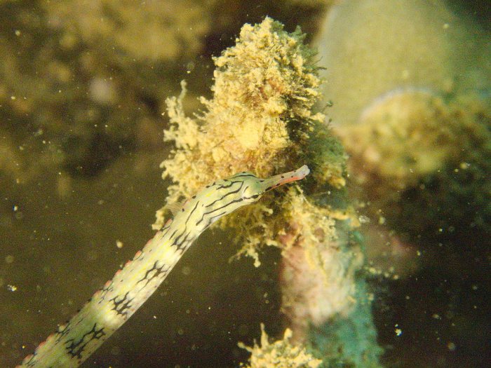 Corythoichthys haematopterus