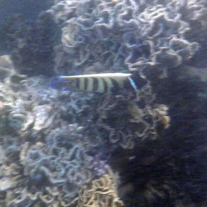 Pomacanthus sexstriatus