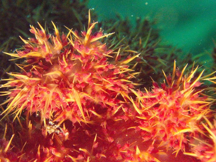 Dendronephthya sp.