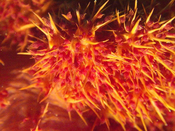 Dendronephthya sp.