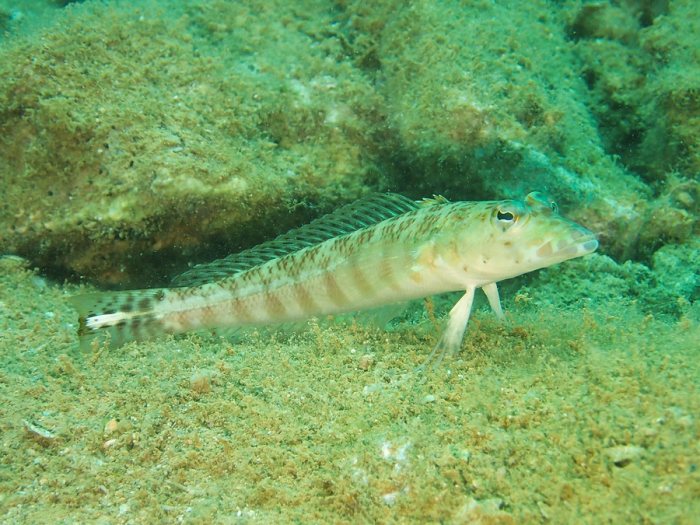 Parapercis millepunctata