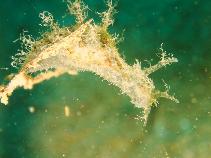 Bursatella leachii