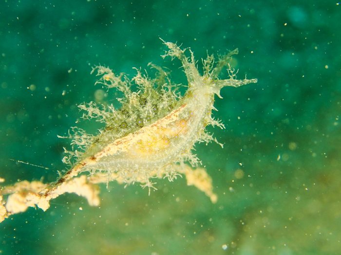 Bursatella leachii