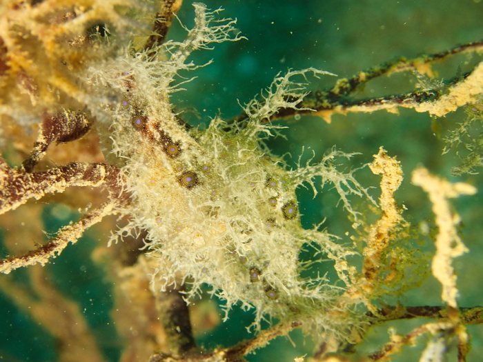 Bursatella leachii