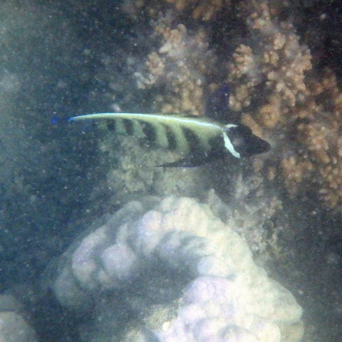 Pomacanthus sexstriatus