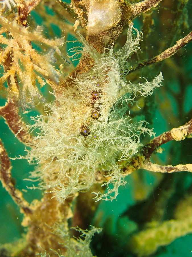 Bursatella leachii