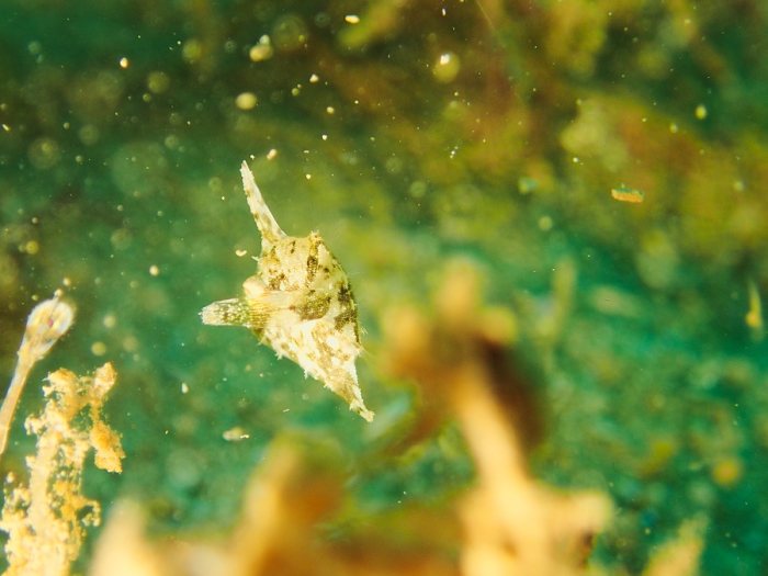 Paramonacanthus oblongus