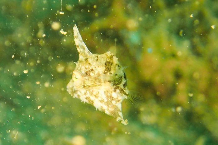 Paramonacanthus oblongus
