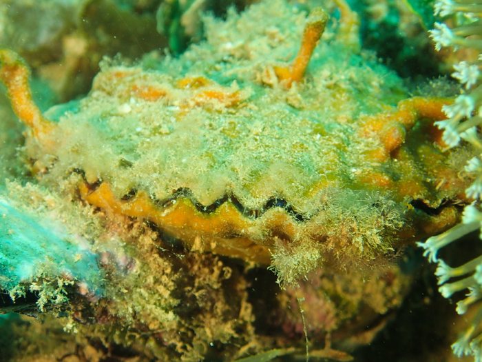 Bivalve
