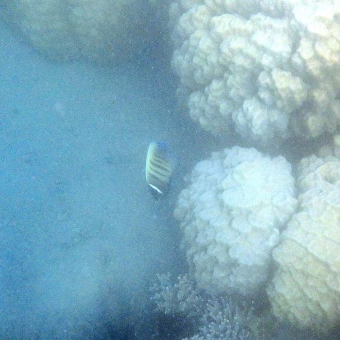 Pomacanthus sexstriatus