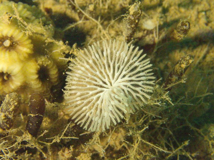 Idmidronea sp.