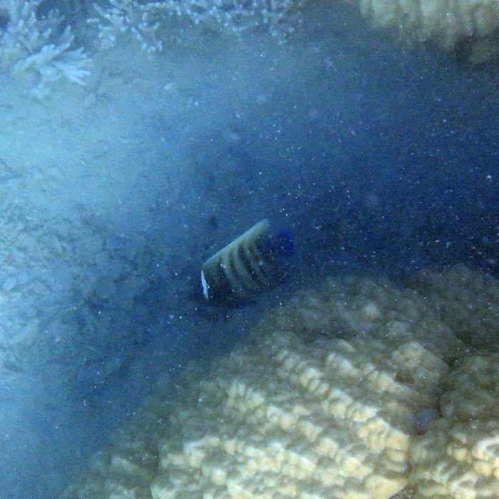 Pomacanthus sexstriatus