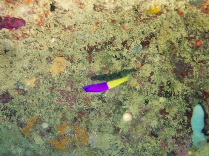 Pictichromis coralensis