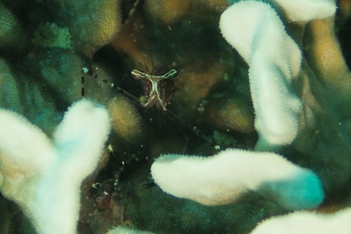 Periclimenes tenuipes
