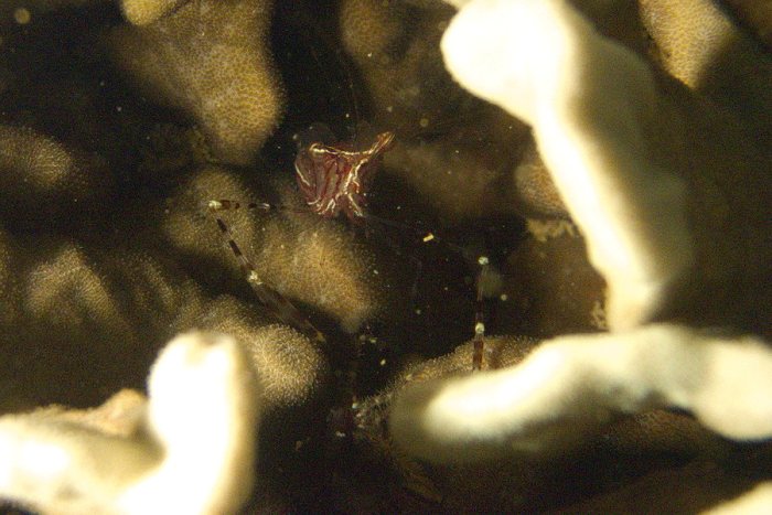 Periclimenes tenuipes
