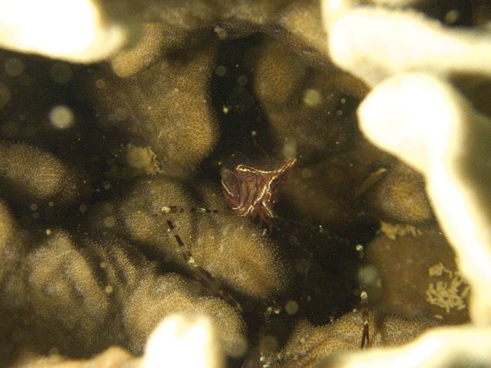 Periclimenes tenuipes