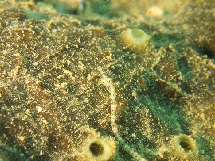 Corythoichthys haematopterus