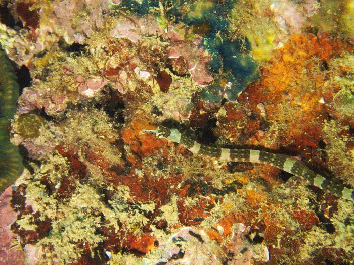 Corythoichthys amplexus