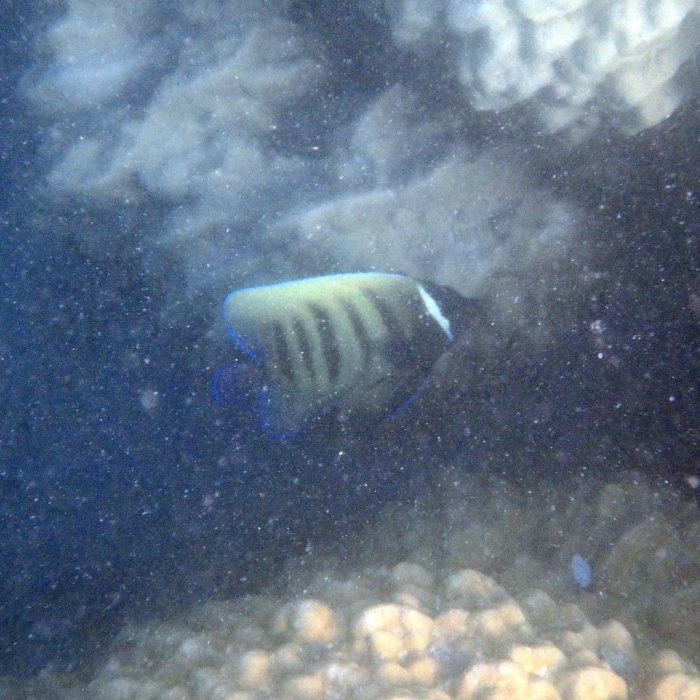 Pomacanthus sexstriatus