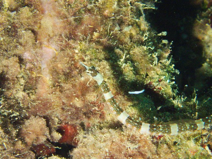 Corythoichthys amplexus