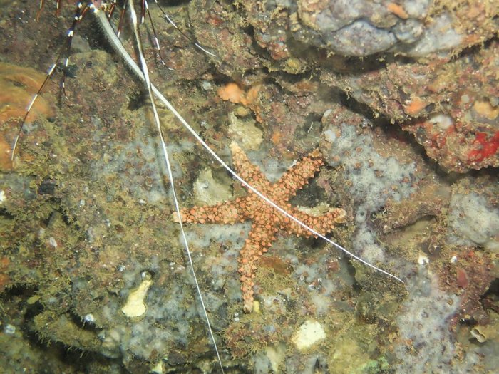 Nardoa gomophia