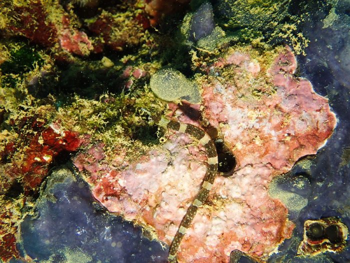 Corythoichthys amplexus