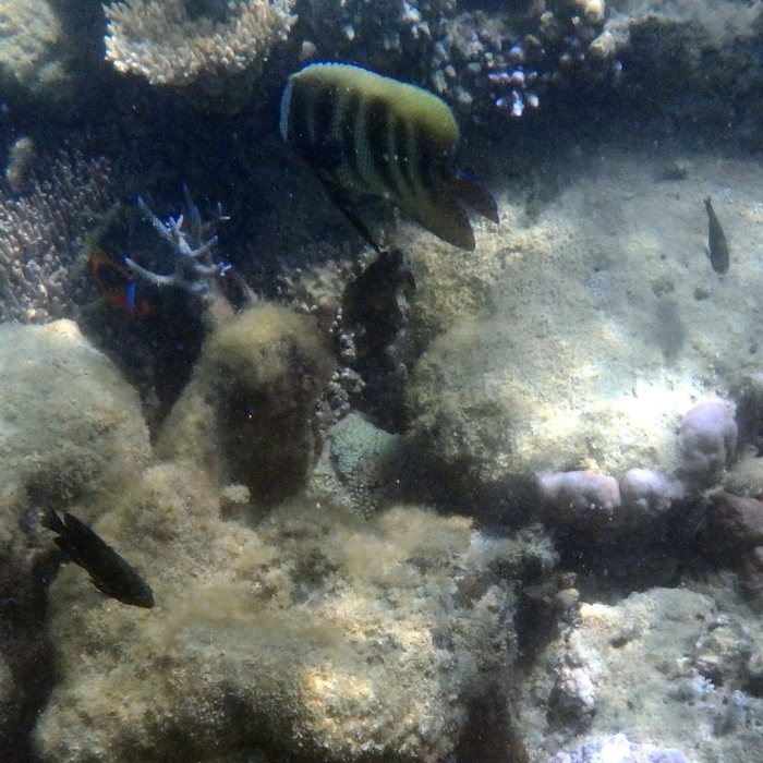 Pomacanthus sexstriatus