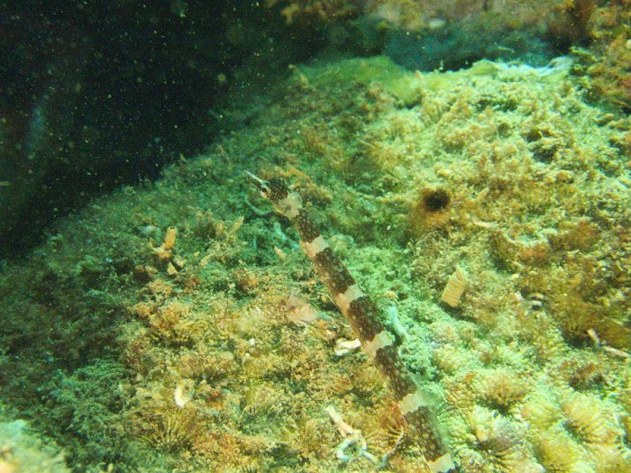 Corythoichthys amplexus
