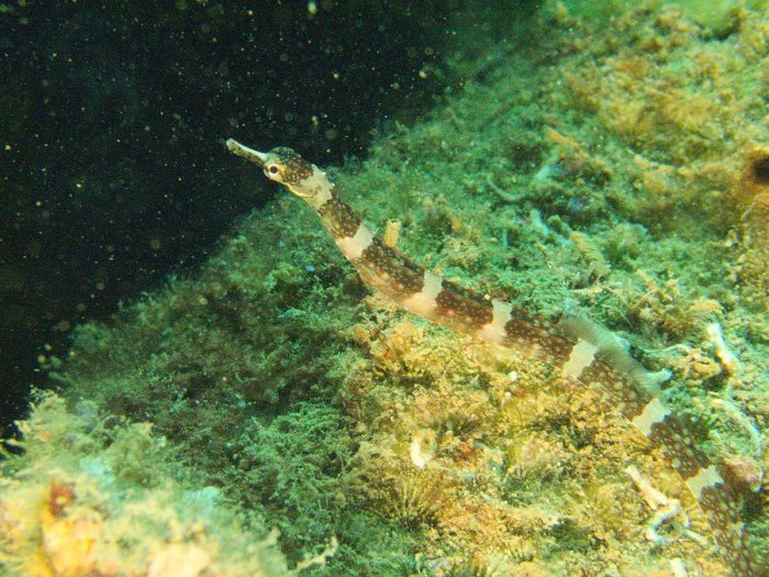 Corythoichthys amplexus