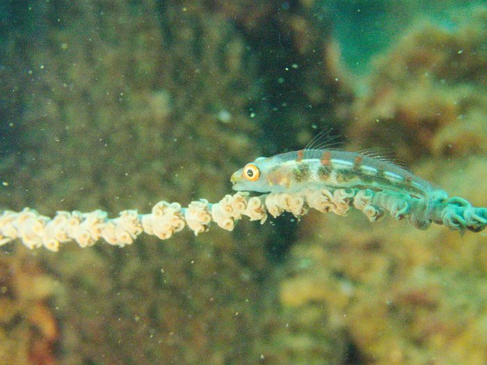 Bryaninops yongei
