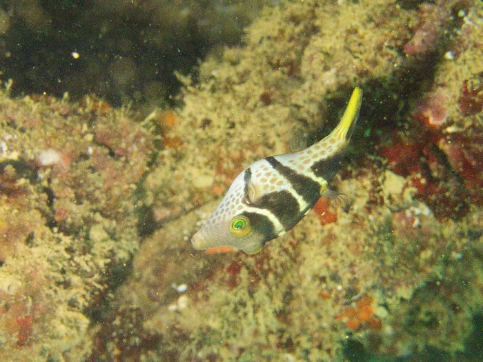 Canthigaster valentini