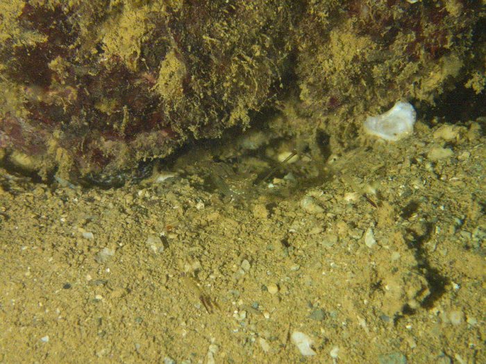 Periclimenes tenuipes