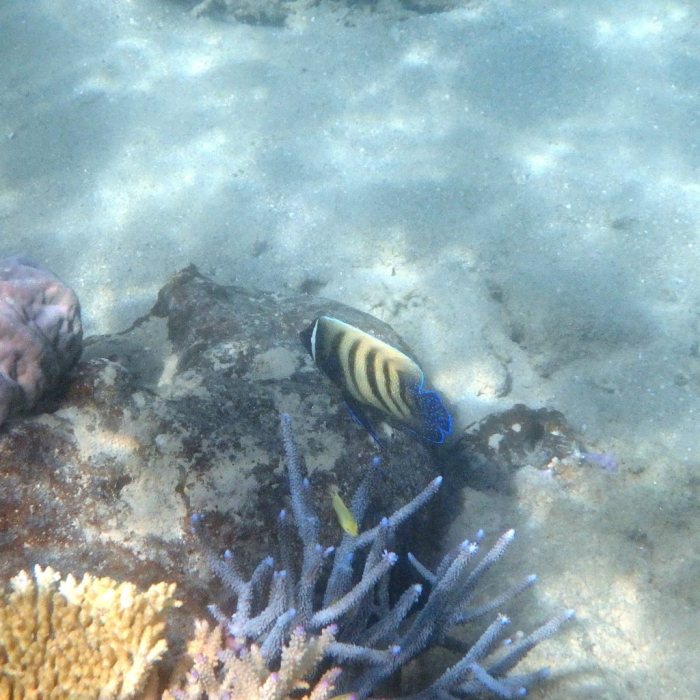 Pomacanthus sexstriatus