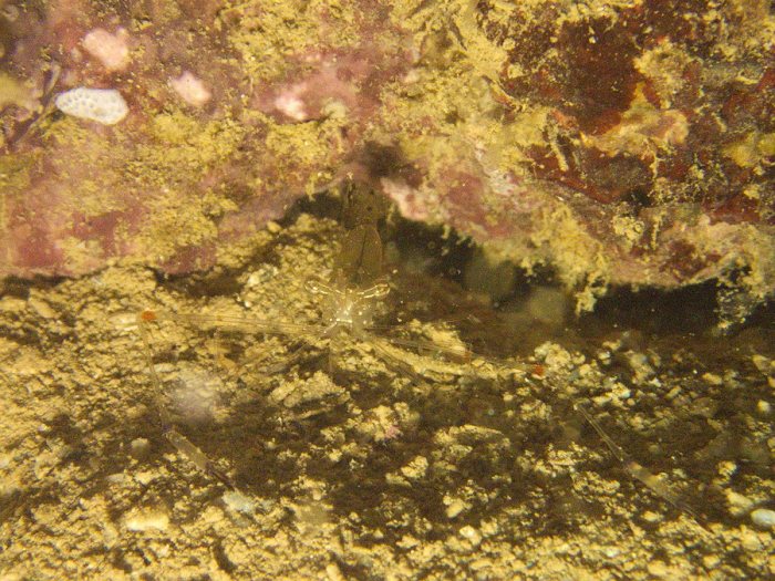 Periclimenes tenuipes