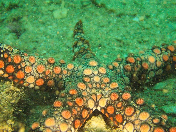 Nardoa gomophia