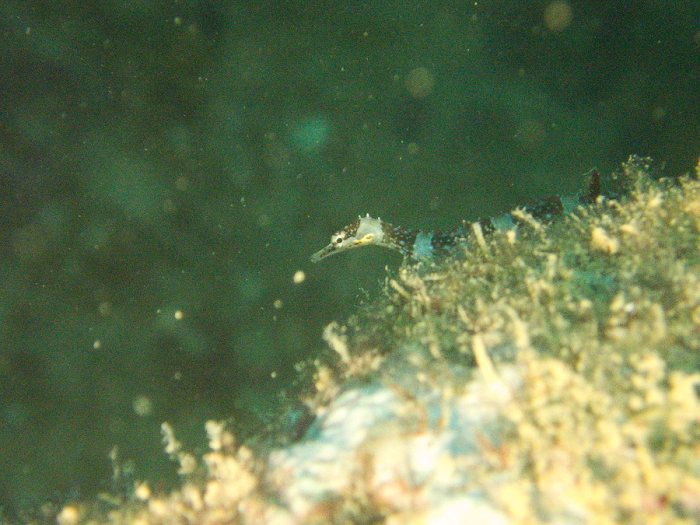 Corythoichthys amplexus