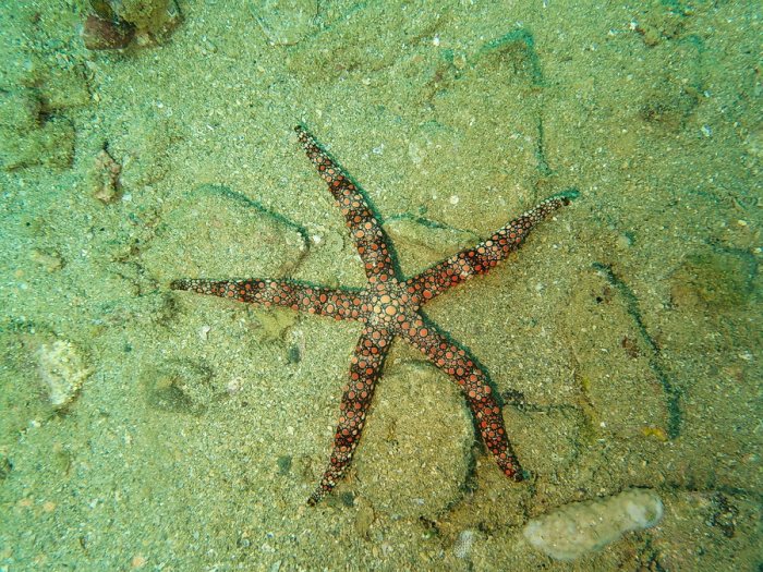 Nardoa gomophia